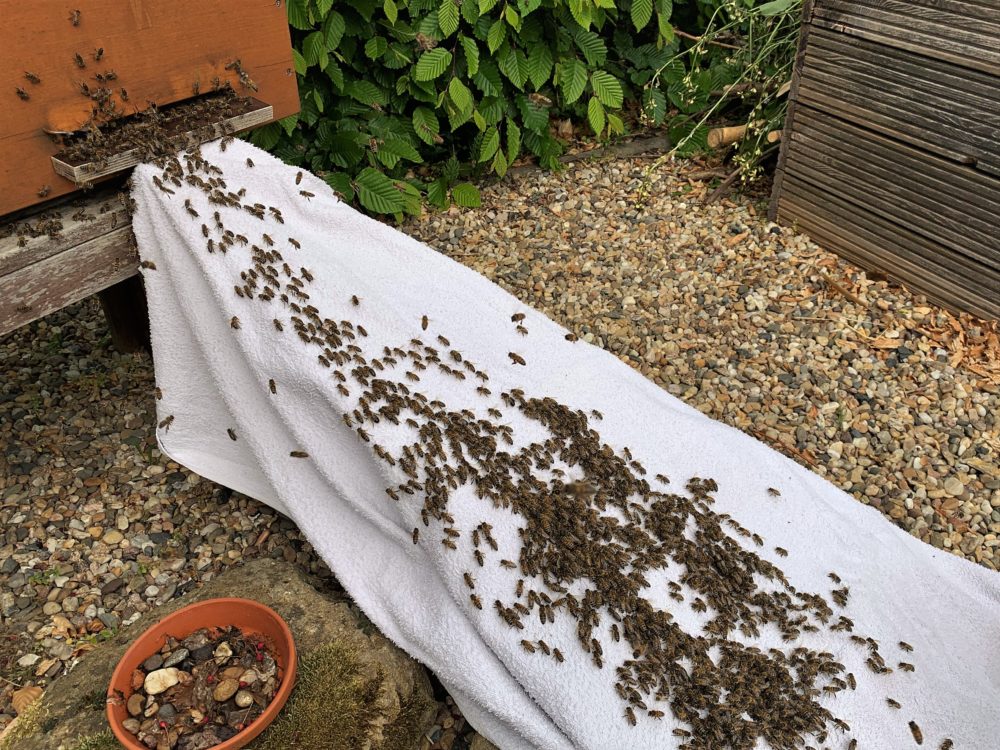 Bienen laufen über ein weißes Tuch in einen Bienenstock ein