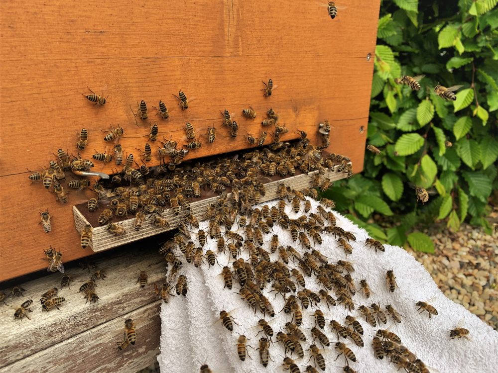 Bienen vor dem Flugloch der Bienenbox beim Einlaufen