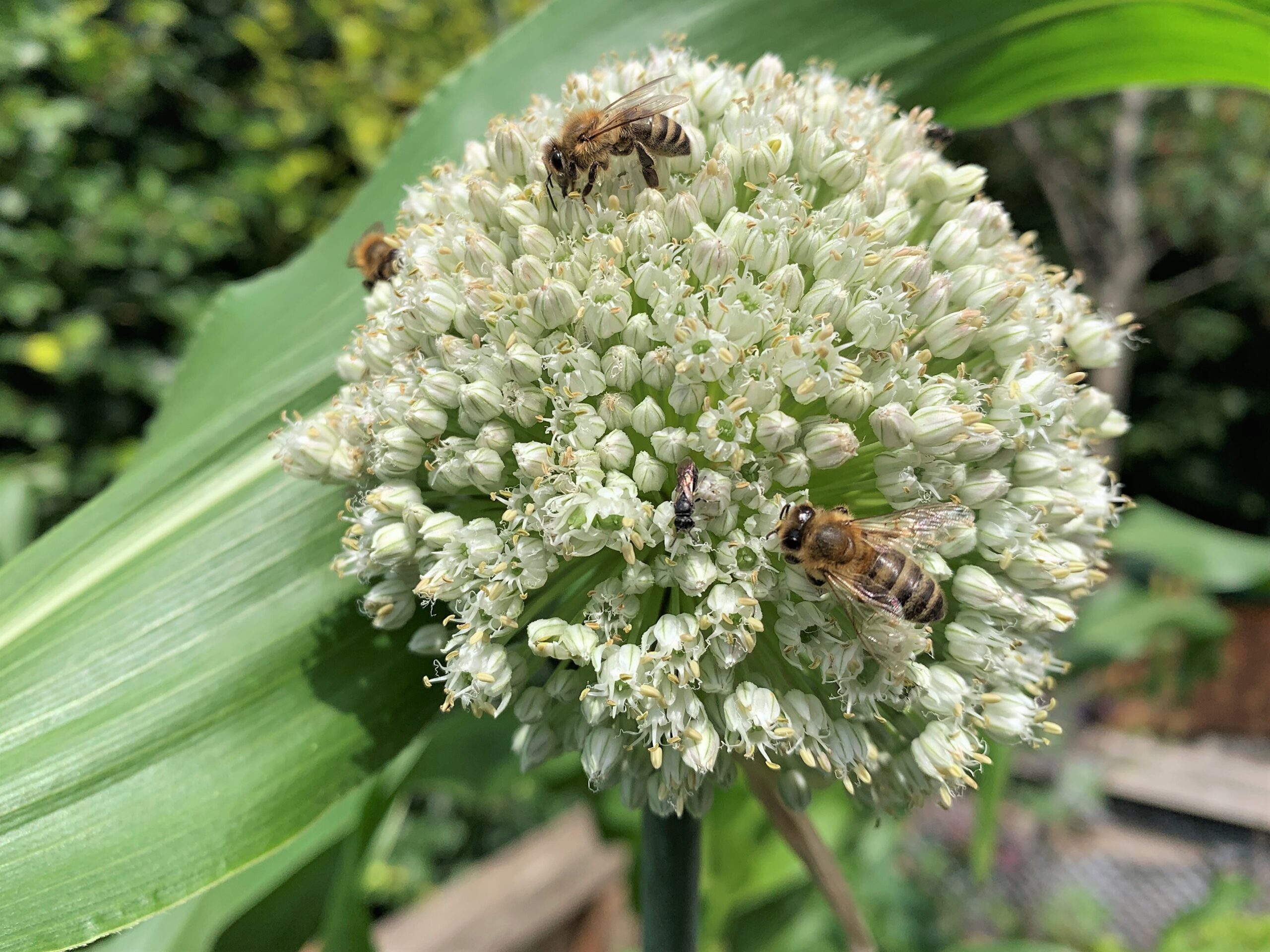 Ein Gemüsegarten als Insektenparadies